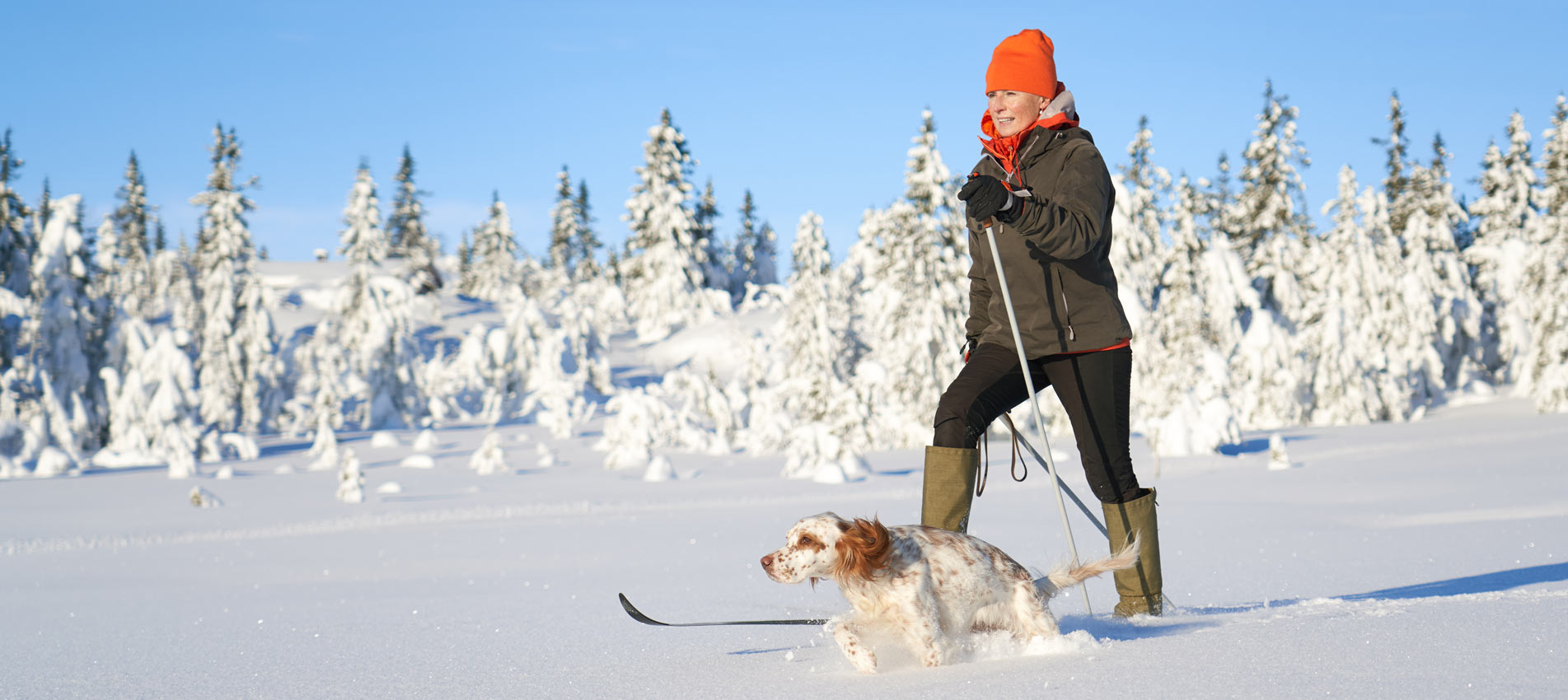Woman Cross Country Skiing With Dog In The Mountains